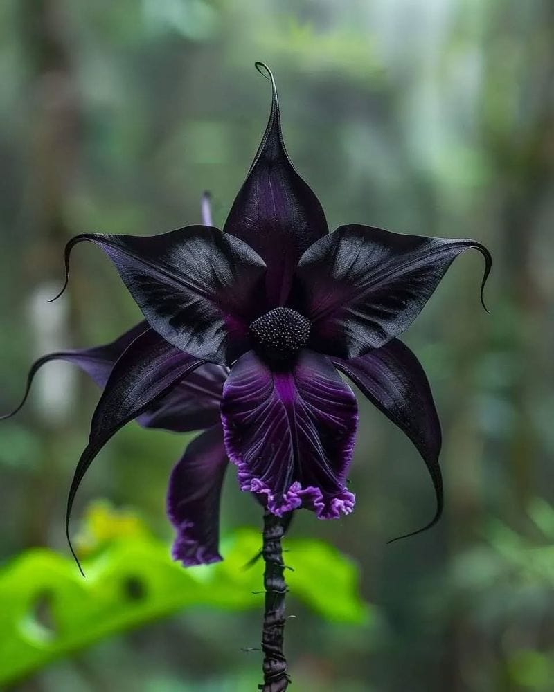 Bat Flower (Tacca chantrieri)