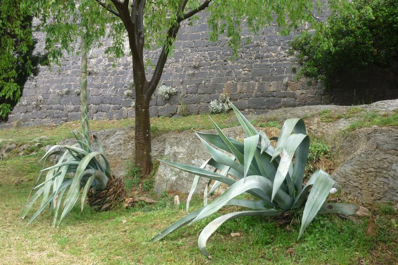 Garden Gripe