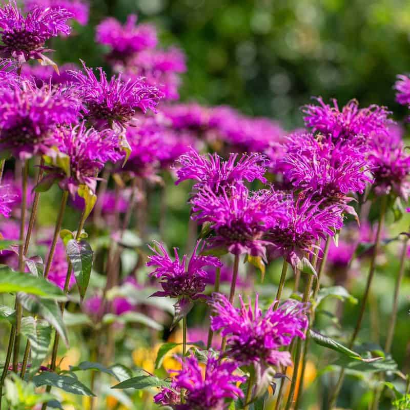 Bee Balm (Monarda didyma)