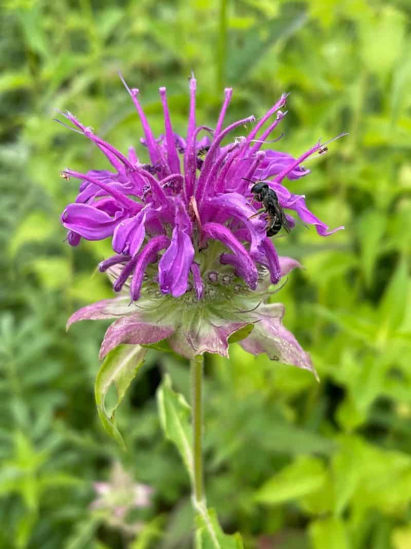 Bee Balm (Monarda spp.)