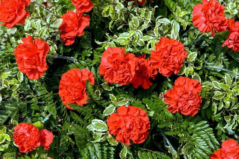 Carnation