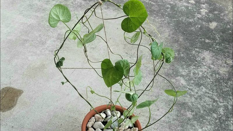 Trellis for Climbing Plants