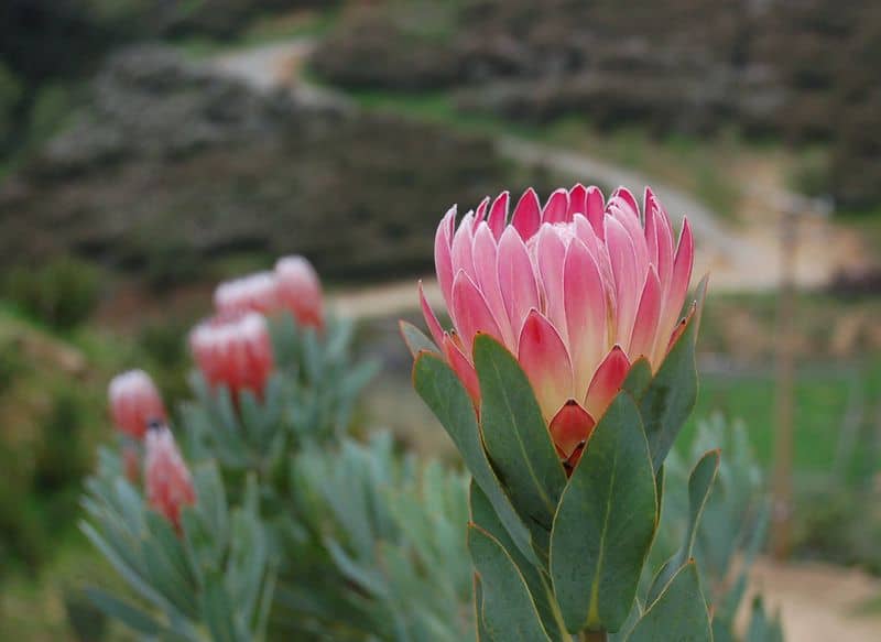 Protea