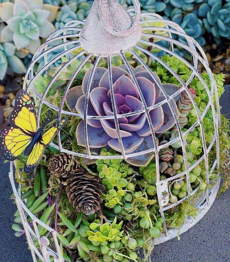 Birdcage Succulent Display