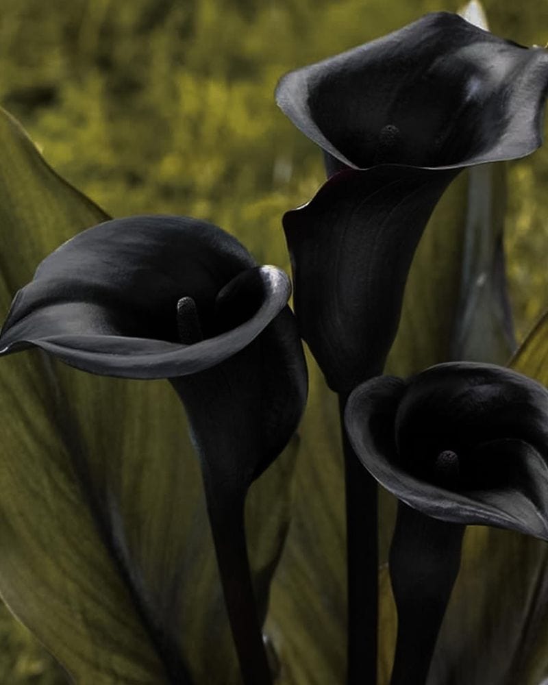 Black Calla Lily (Zantedeschia 'Black Star')