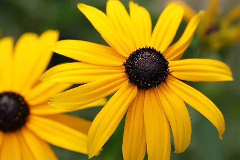 Black-Eyed Susan (Rudbeckia hirta)