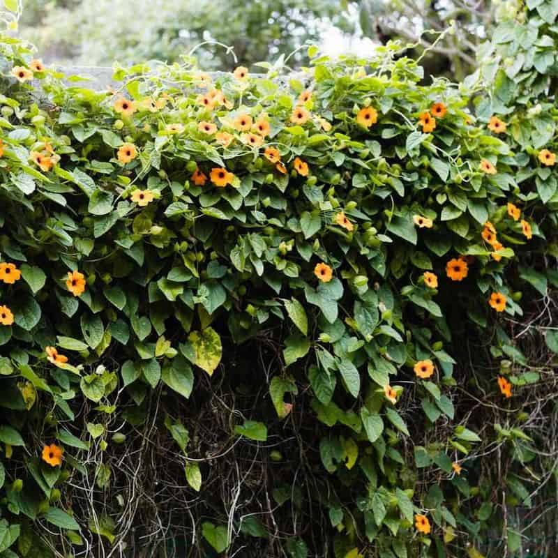Black-Eyed Susan Vine (Thunbergia alata)