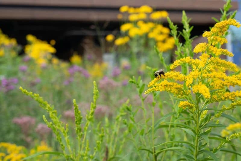 Goldenrod