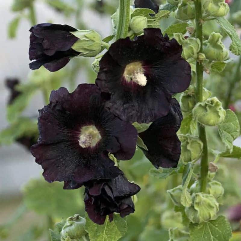 Black Hollyhock (Alcea rosea 'Nigra')