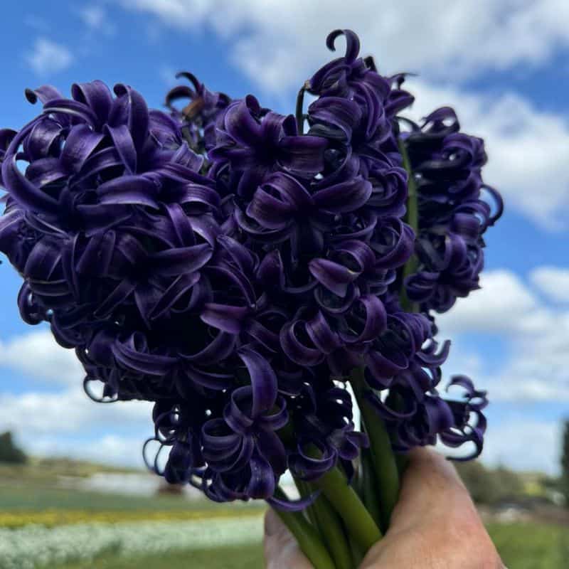 Black Hyacinth (Hyacinthus orientalis 'Midnight Mystic')
