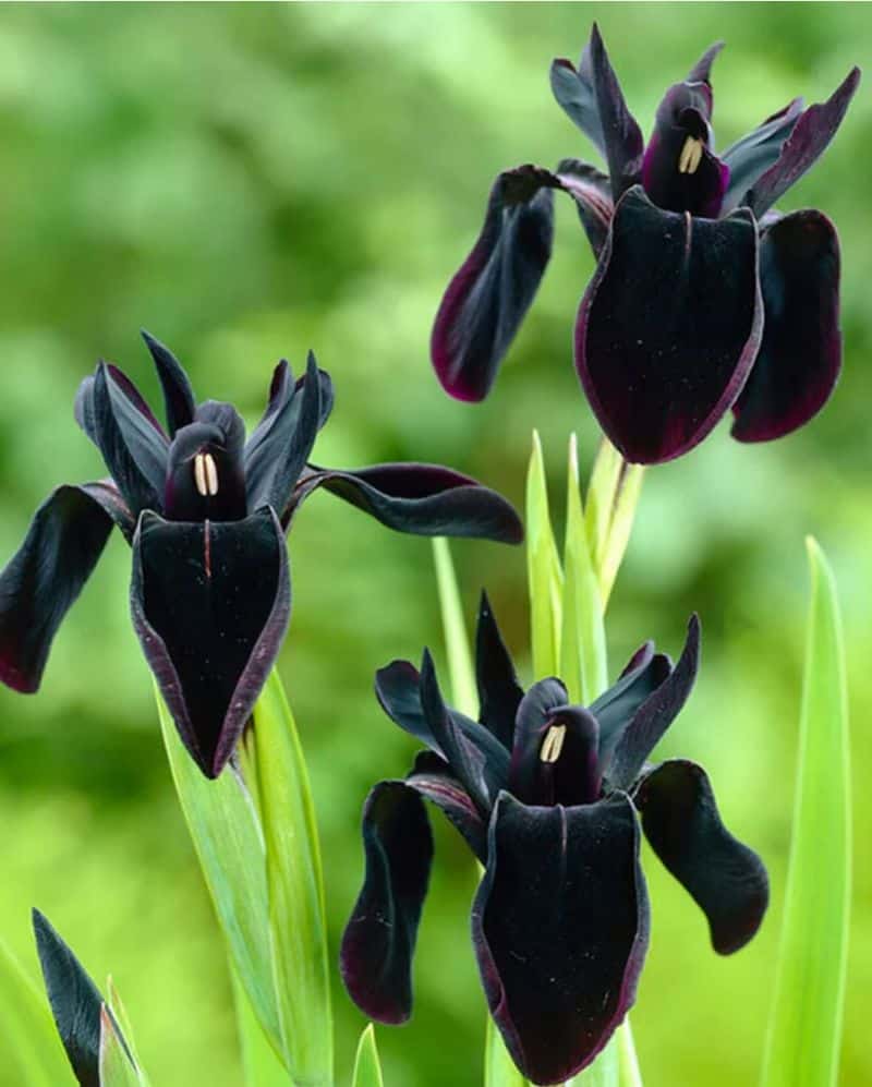 Black Iris (Iris chrysographes)