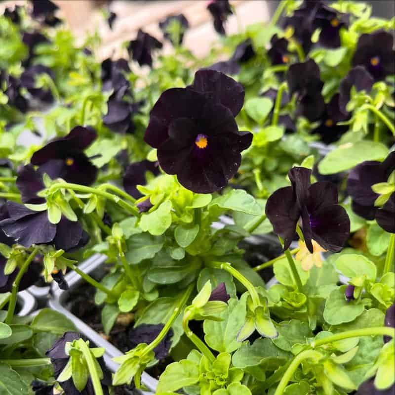 Black Pansy (Viola tricolor var. hortensis 'Black Beauty')