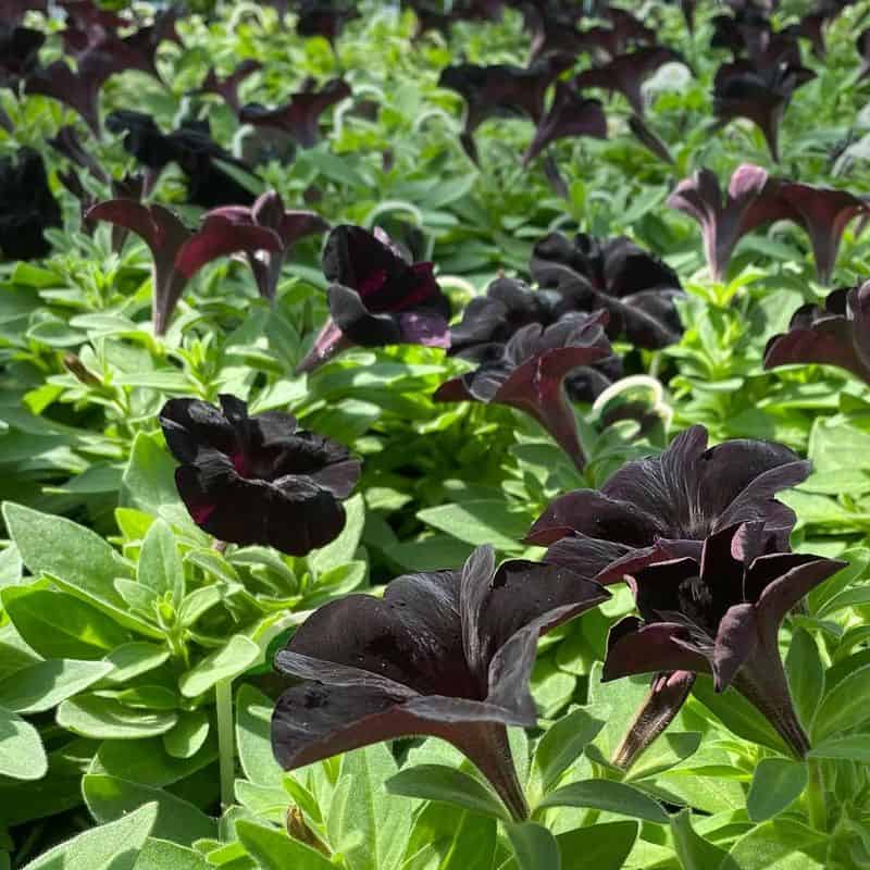 Black Petunia (Petunia 'Black Magic')