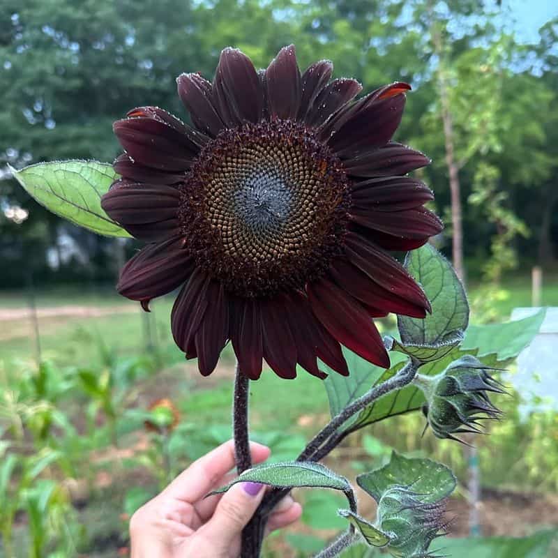 Black Sunflower (Helianthus annuus 'Black Beauty')
