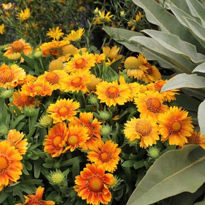 Blanket Flower (Gaillardia 'Mesa Yellow')