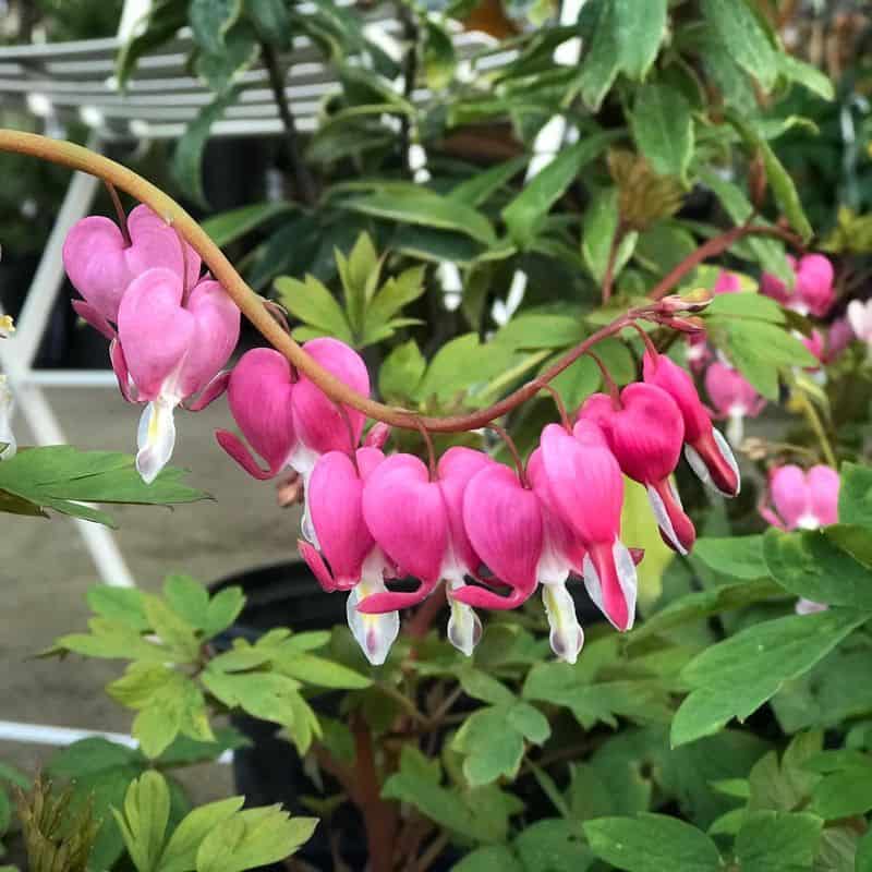 Bleeding Heart (Dicentra spectabilis)