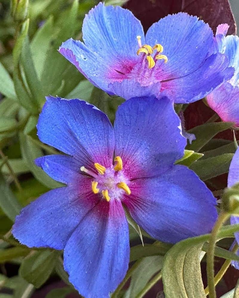 Blue Pimpernel (Anagallis monelli)