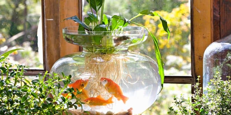 Aquatic Plants