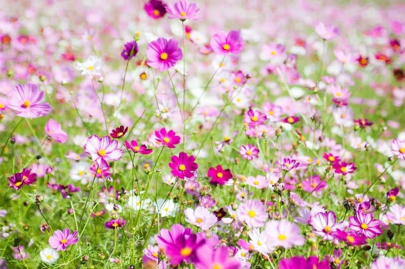 Cosmos