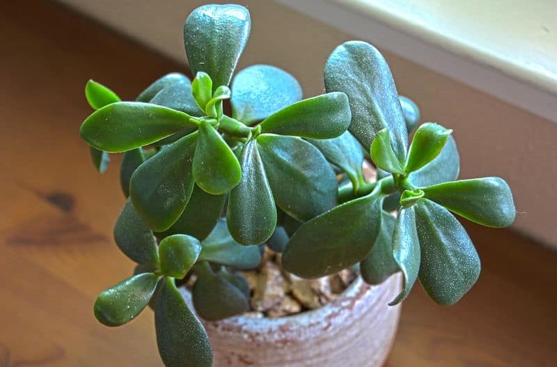 Jade Plant Joy