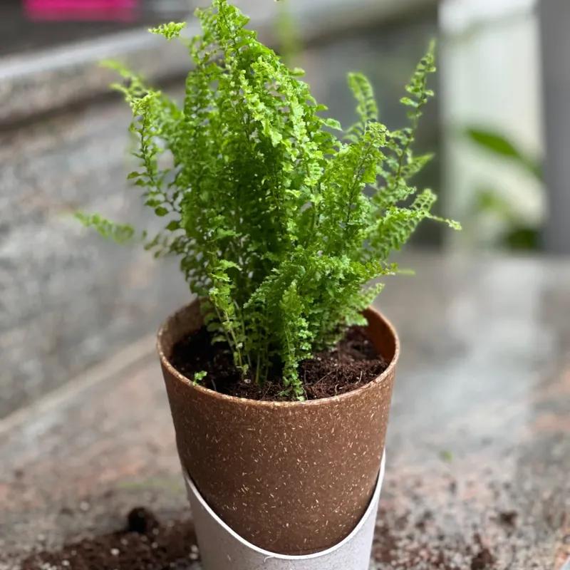 Boston Fern Frond Friend