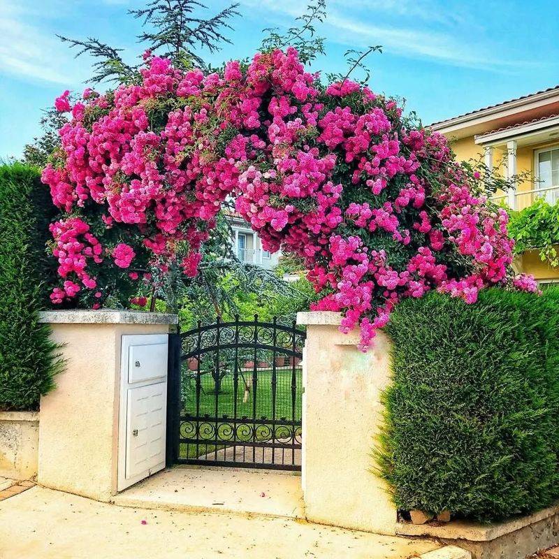 Bougainvillea