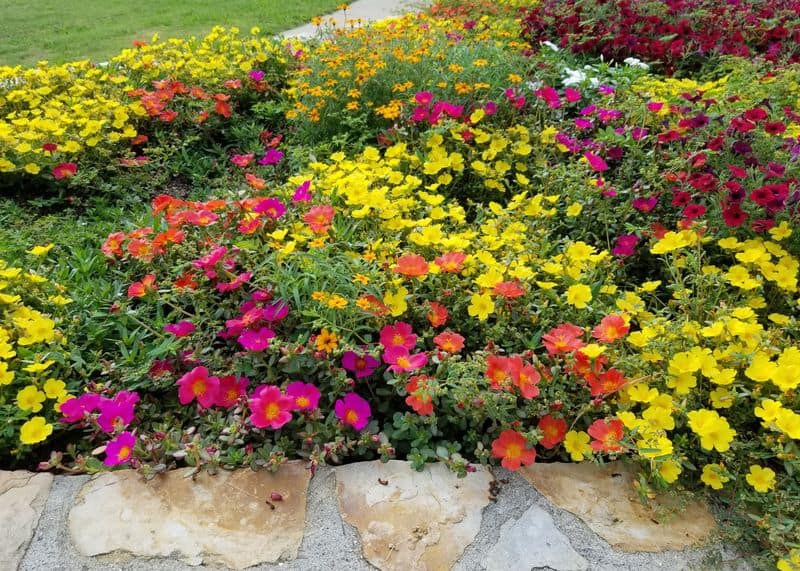 Portulaca