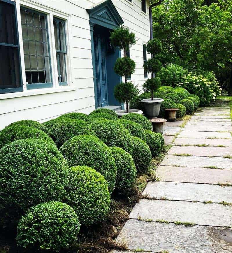 Boxwood