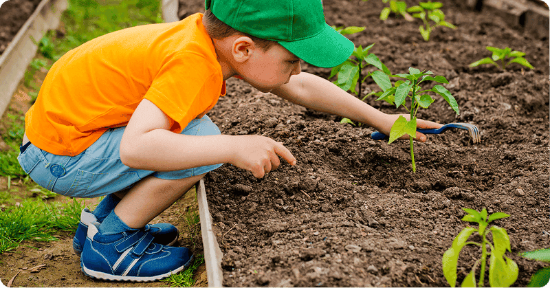 Mini Vegetable Patch