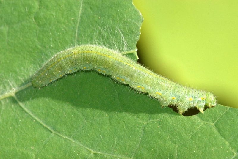 Cabbage White Caterpillars