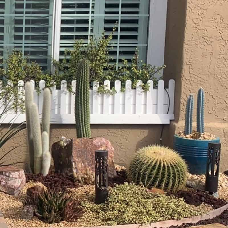 Cactus Planter