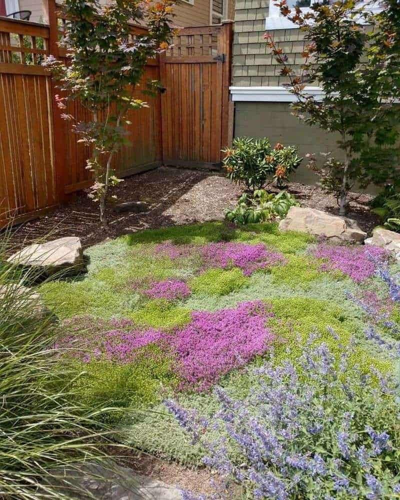 Thyme