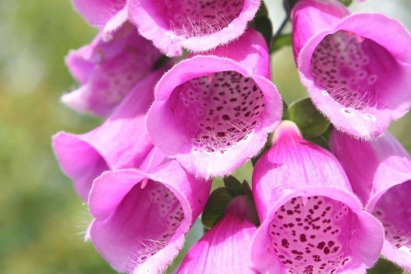 Foxglove