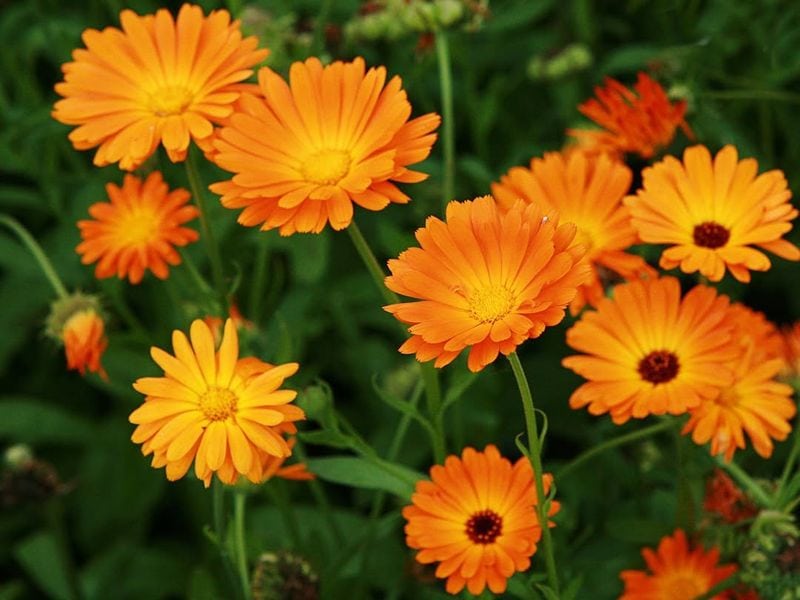 Calendula (Calendula officinalis)