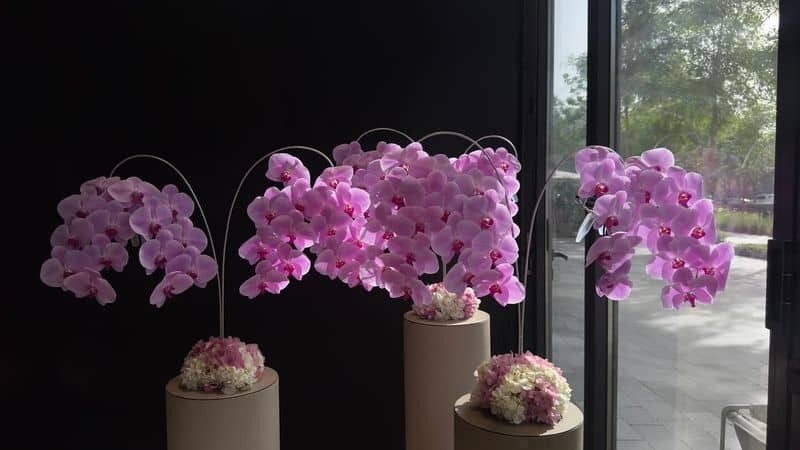 Orchid