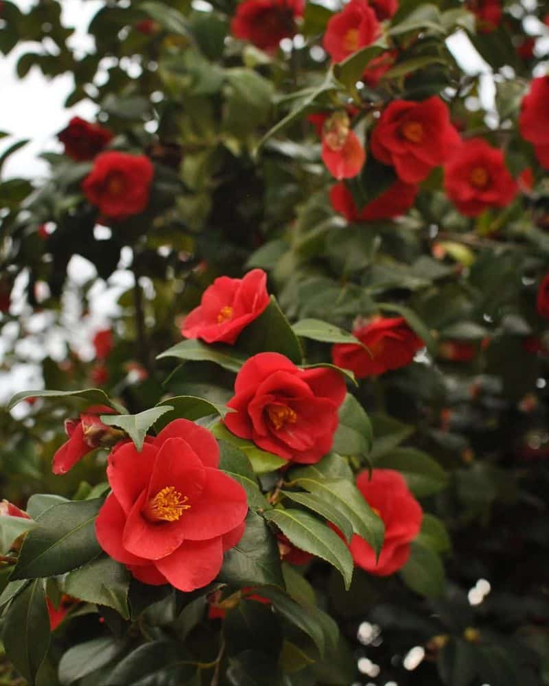 Camellia Japonica