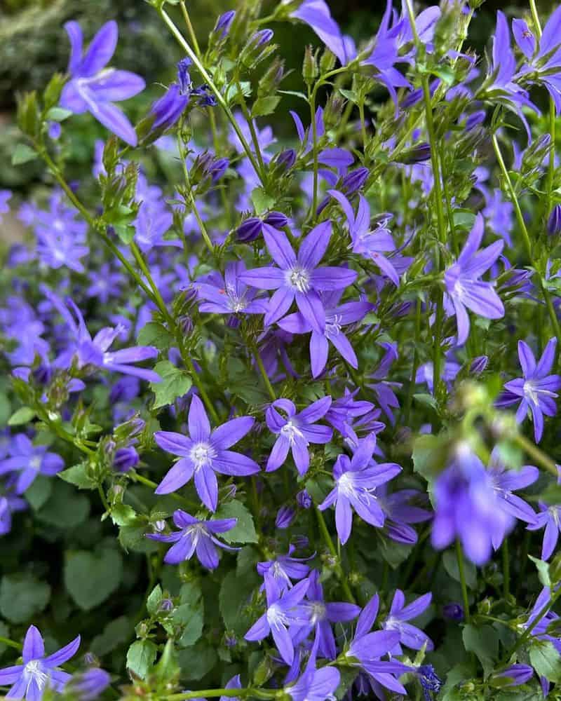 Campanula 'Church Bells'