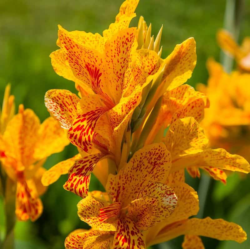 Canna Lily (Canna 'Yellow King Humbert')