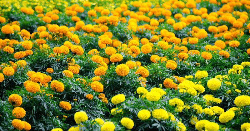 Marigold