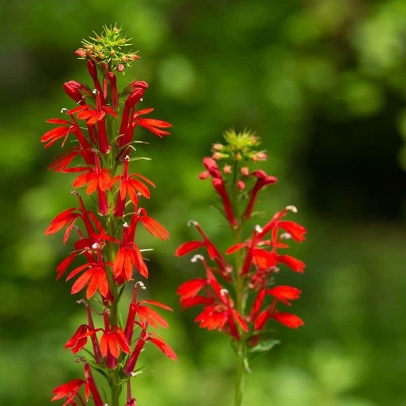 Cardinal Flower (Lobelia cardinalis)