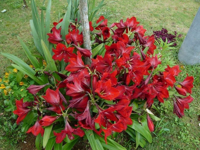 Amaryllis