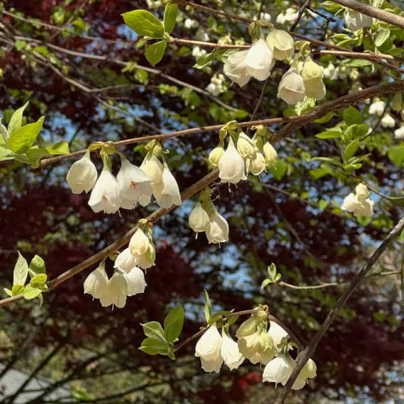 Carolina Silverbell (Halesia carolina)