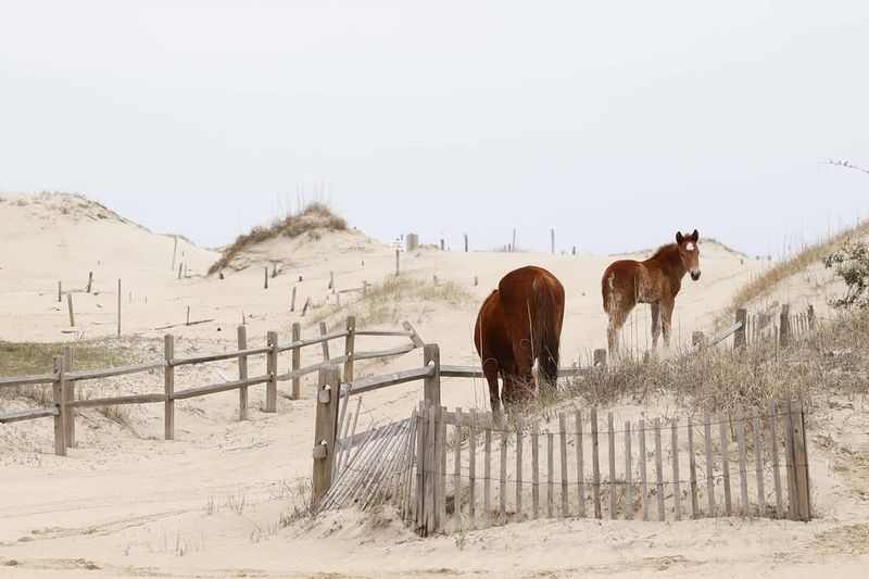 Carova Beach, North Carolina
