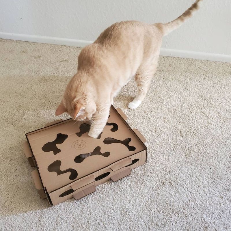 Interactive Cat Feeder