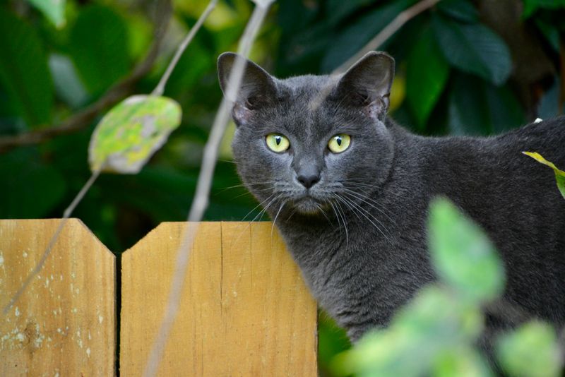 Cat Repellent