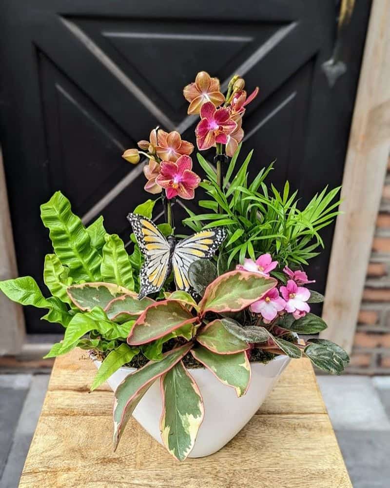 Cat-Friendly Planters