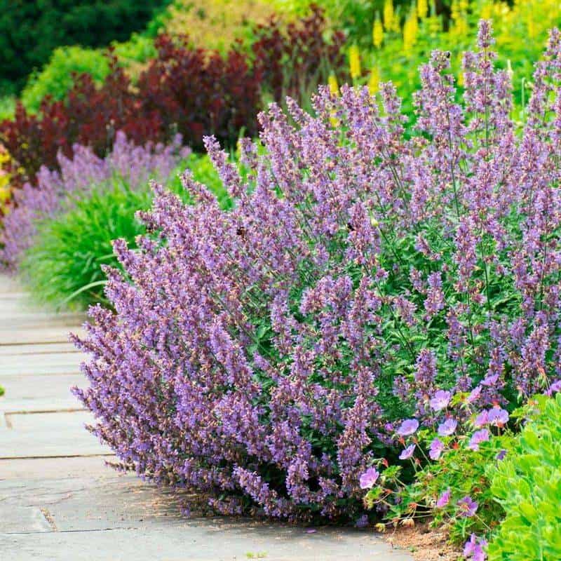 Catmint (Nepeta spp.)