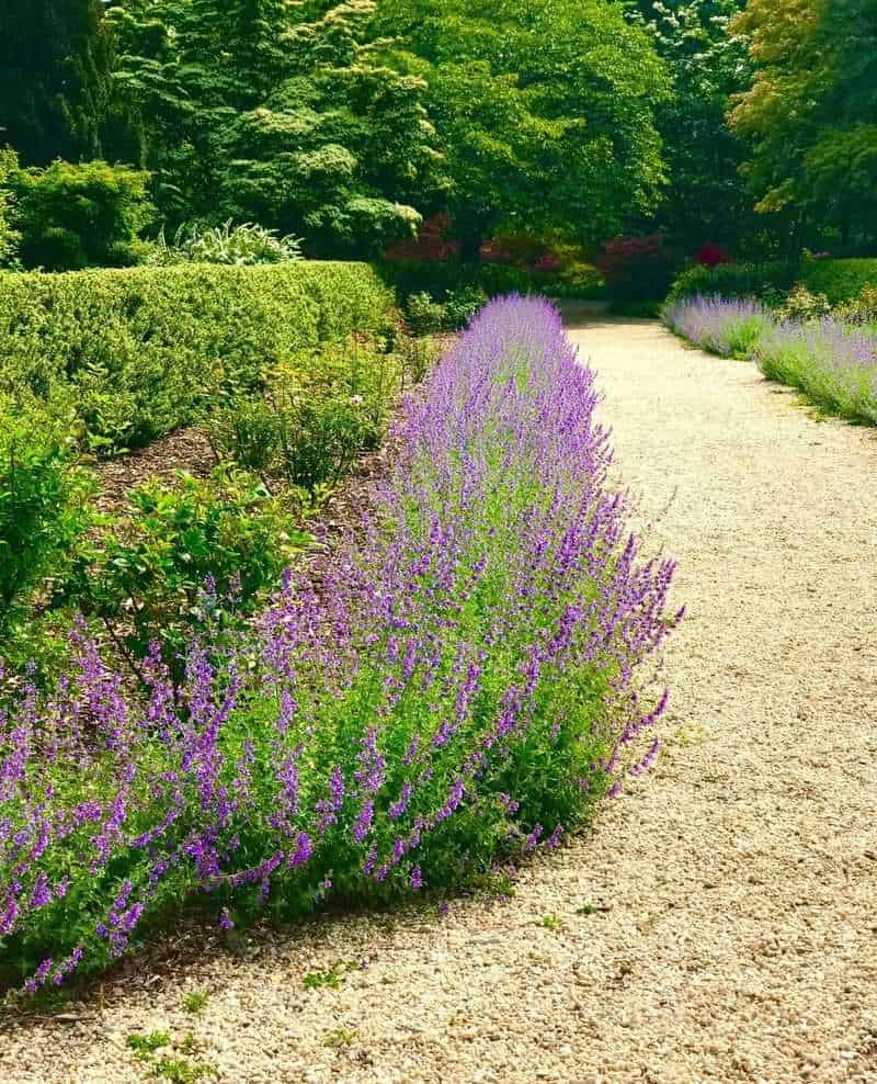 Catmint (Nepeta 'Walker's Low')