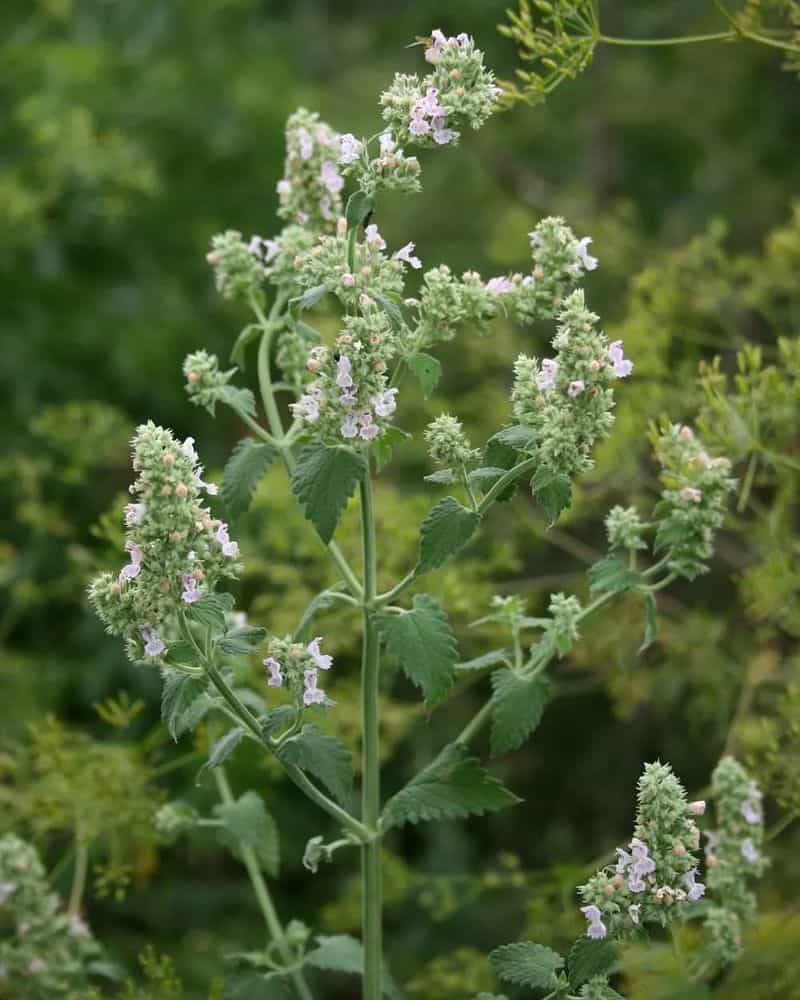 Catnip (Nepeta cataria)