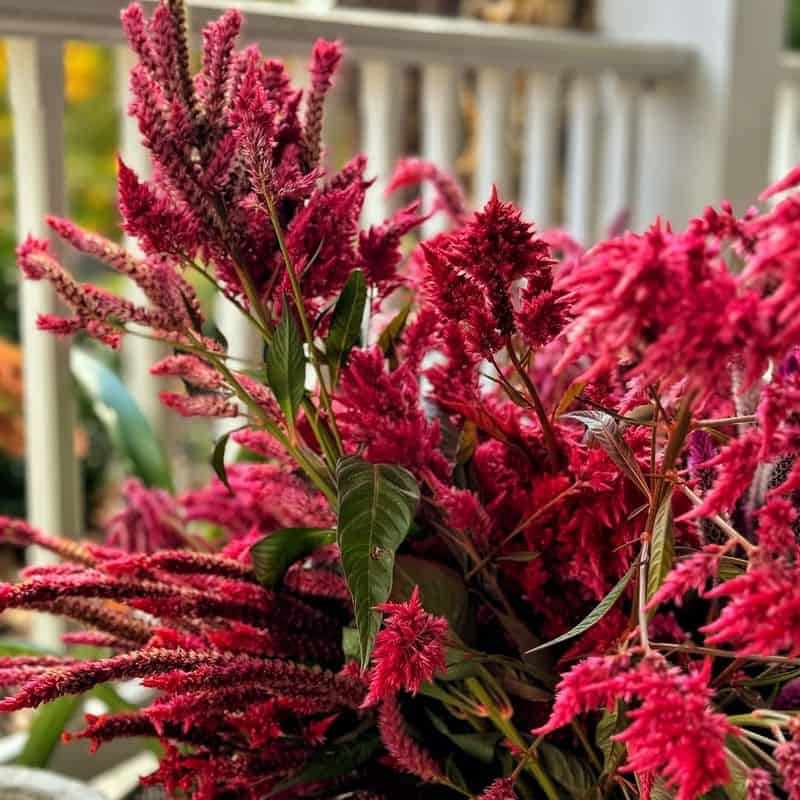 Celosia